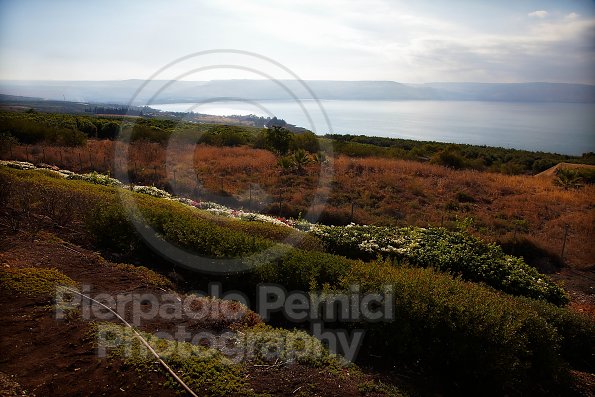 _MG_5387